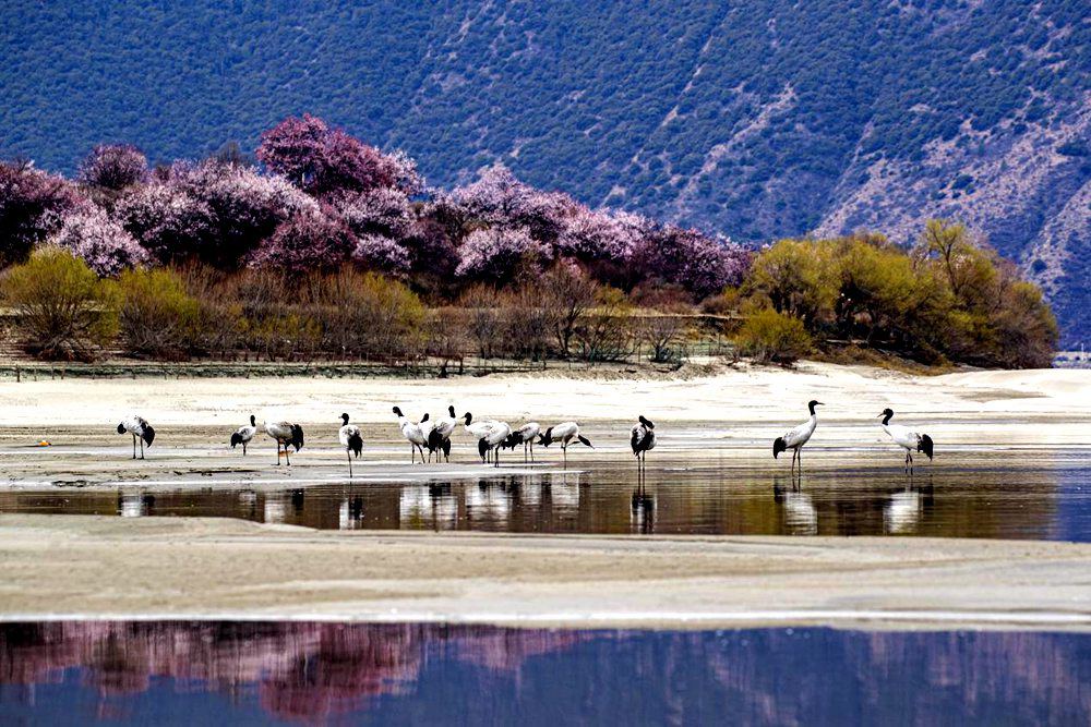 Korongo wacheza kwenye uwangja wa juu  hali ya viumbe yaendelea vizuri mkoani Tibet