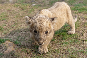 Mapacha wa simba wachanga walioachwa na mama yao wakua vizuri