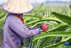 Matunda ya pitaya ya Mji wa Dongfang, Hainan yavunwa