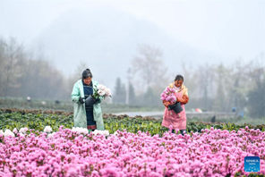 Mkoa wa Guizhou China waweka mkazo katika kilimo cha spishi za maua ya alpine ili kuimarisha ustawishaji wa vijiji