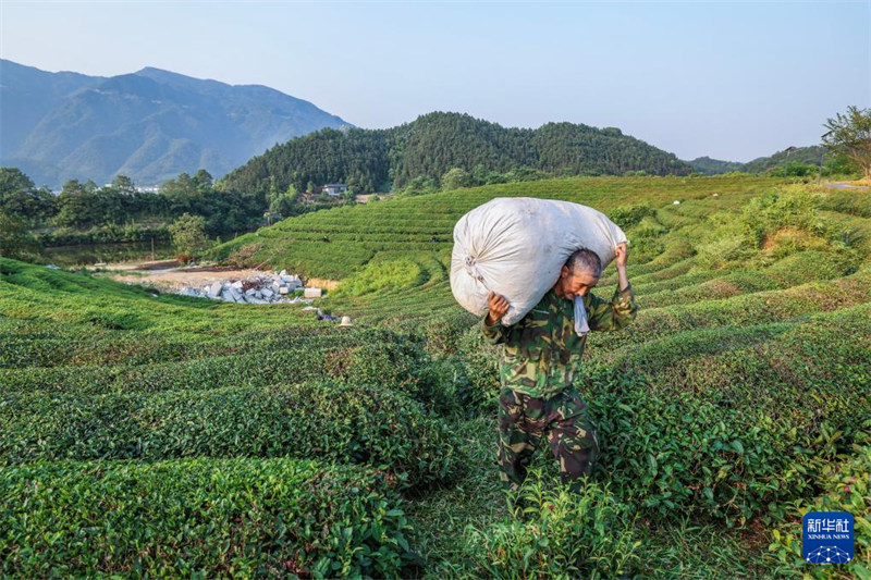 Chai ya majira ya joto yakaribisha mavuno mazuri ?huko Jiande,?Mkoa wa Zhejiang, China