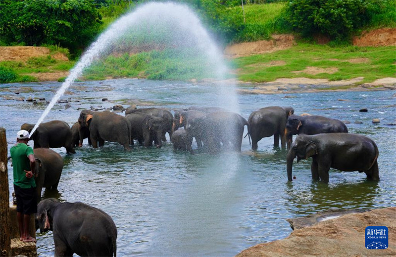 Picha iliyopigwa Agosti 11 ikionyesha kundi la tembo katika Kituo cha Tembo Yatima cha Pinnawela nchini Sri Lanka. (Xinhua/Wu Yue)