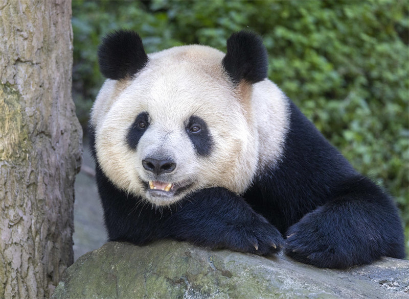 Panda Wafurahia Hali ya Kupoa Joto?la Majira ya Joto katika Mji wa Dujiangyan, Mkoa wa Sichuan, China