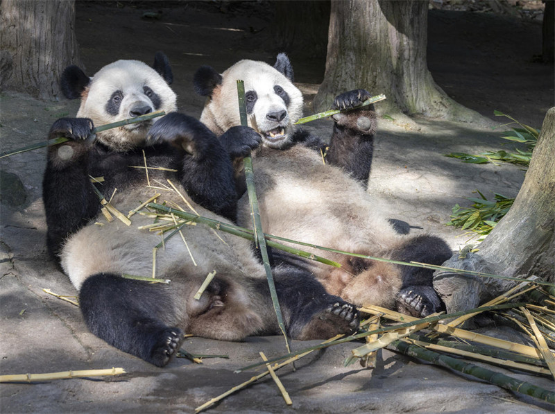 Panda Wafurahia Hali ya Kupoa Joto?la Majira ya Joto katika Mji wa Dujiangyan, Mkoa wa Sichuan, China