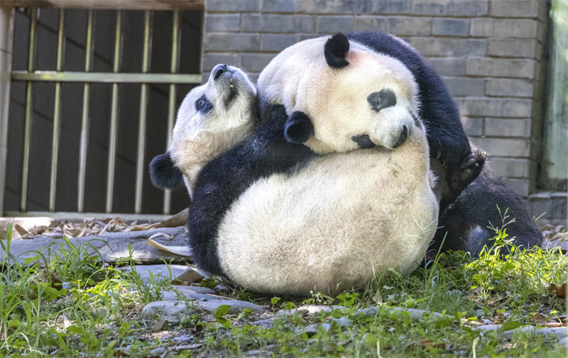 Panda Wafurahia Hali ya Kupoa Joto?la Majira ya Joto katika Mji wa Dujiangyan, Mkoa wa Sichuan, China