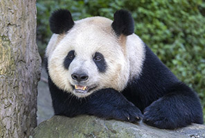 Panda Wafurahia Hali ya Kupoa Joto la Majira ya Joto katika Mji wa Dujiangyan, Mkoa wa Sichuan, China