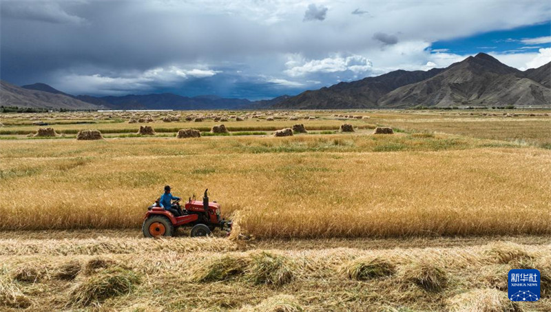 Picha ikionyesha hali ya mavuno ya vuli katika Mji mdogo wa Baza, Wilaya ya Bailang, Mji wa Shigatse, Mkoa wa Xizang, Septemba 10 (picha kwa droni). (Xinhua/Jigme Dorje)