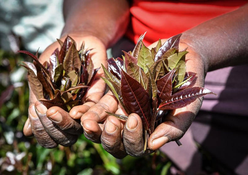 Mkulima wa chai akionyesha majani ya chai ya zambarau yaliyochumwa punde kwenye shamba la chai ya zambarau katika Kaunti ya Muranga, Kenya, Mei 6, 2024. (Xinhua/Han Xu)