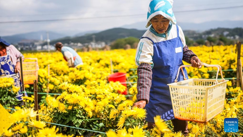 Wafanyakazi wakivuna maua ya krisanthemum kwenye kituo cha kupanda maua cha Wilaya ya Dawan ya Mji wa Liupanshui, Mkoa wa Guizhou, kusini-magharibi mwa China, Oktoba 19, 2024. (Xinhua/Tao Liang)